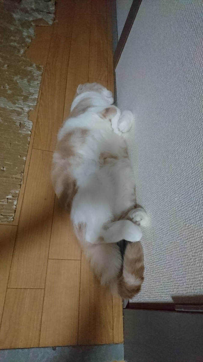 f:id:danedane0710:20200723185135j:plain f:id:danedane0710:20200723185135j:plain