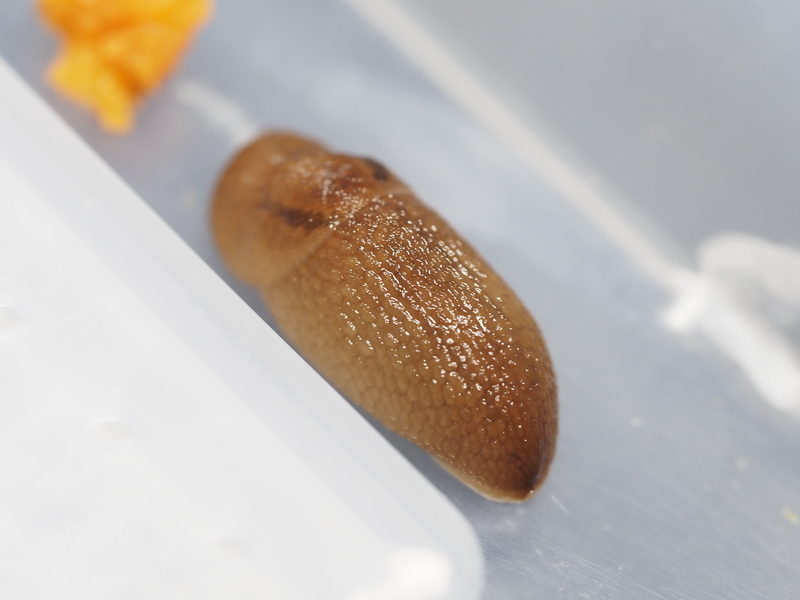 寝てるチャコウラナメクジ
