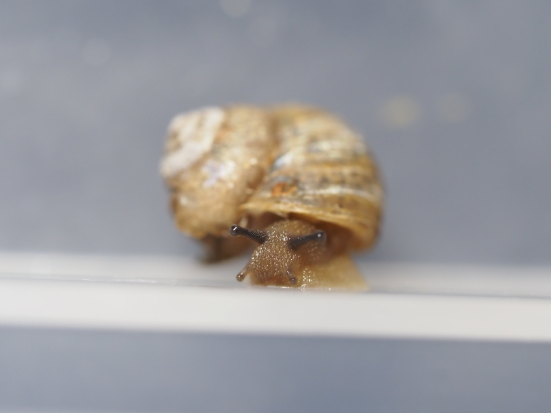 ウスカワマイマイ