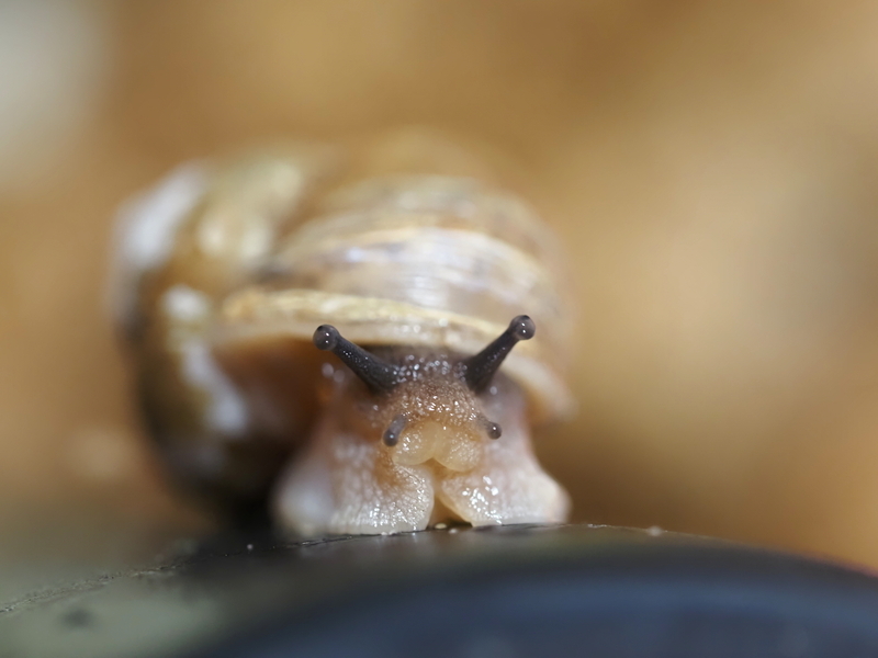 ウスカワマイマイ