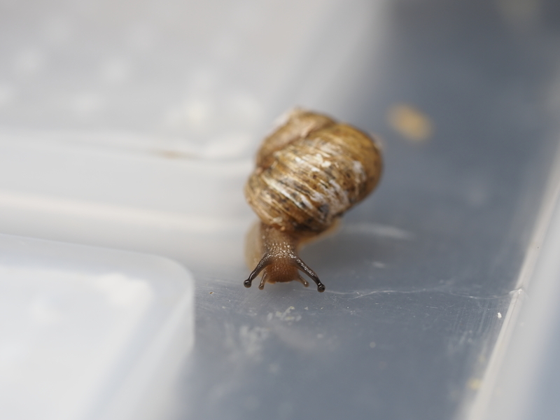 ウスカワマイマイ