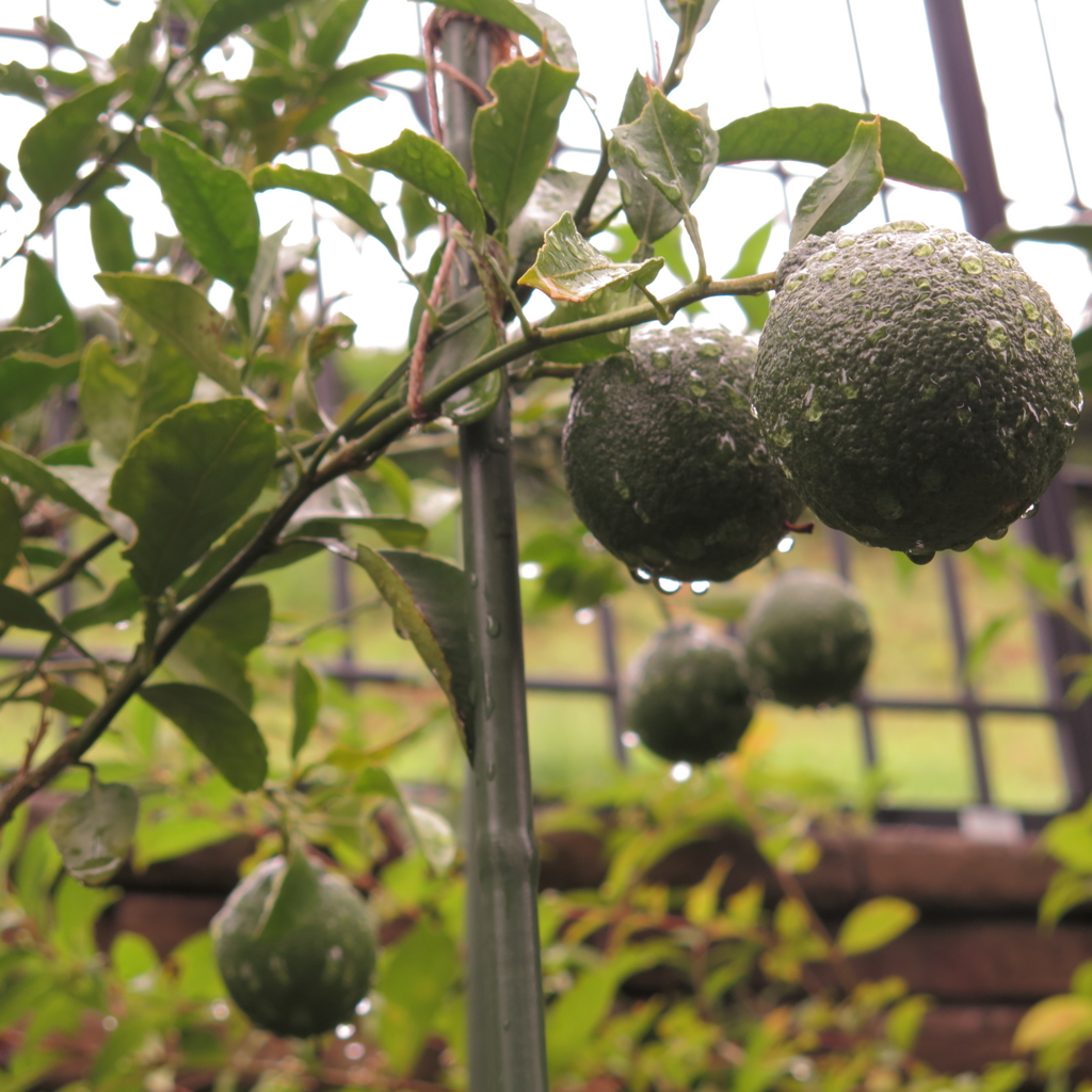 f:id:dangomushin:20150830213620j:plain f:id:dangomushin:20150830213620j:plain