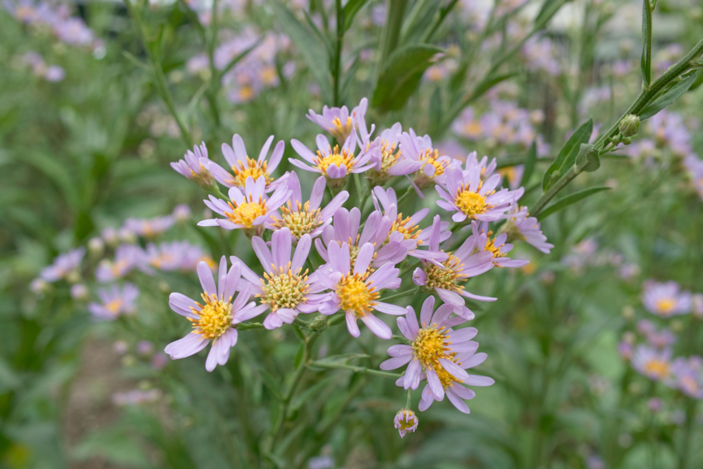 f:id:dangomushin:20161009003759j:plain