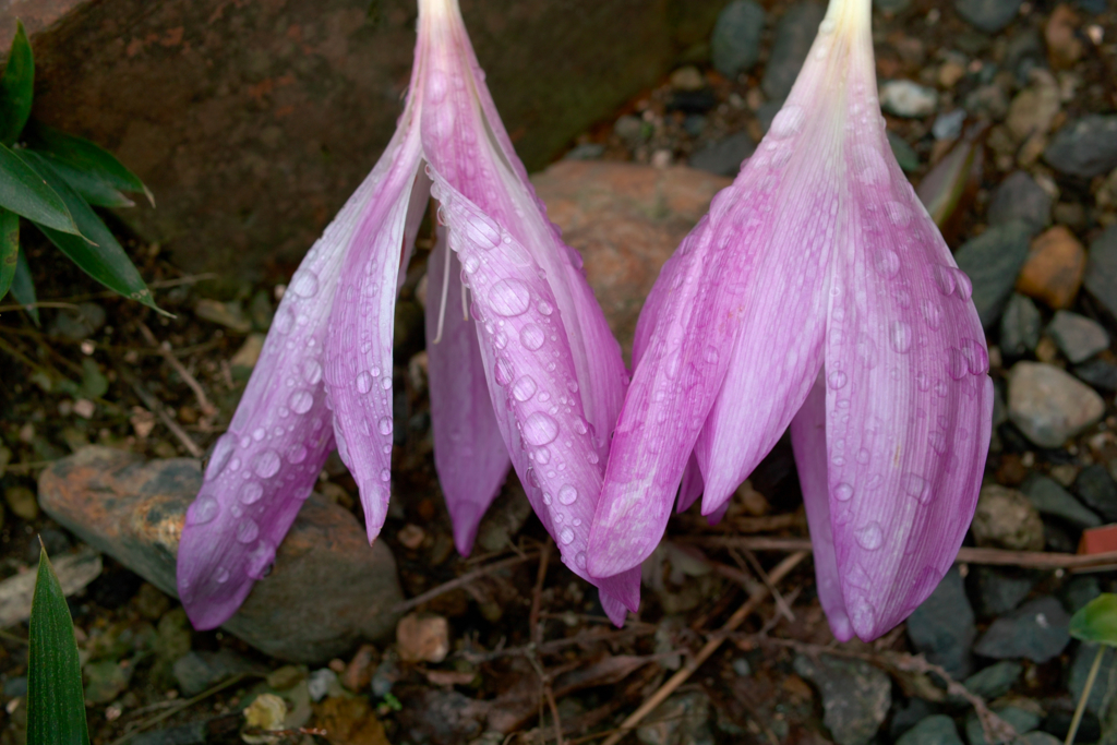 f:id:dangomushin:20161009003807j:plain