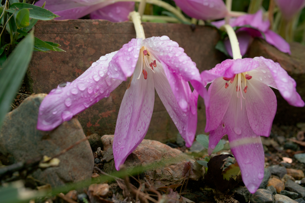 f:id:dangomushin:20161009003816j:plain