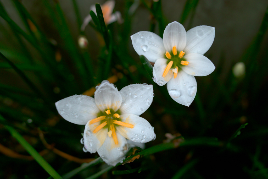 f:id:dangomushin:20161009003831j:plain