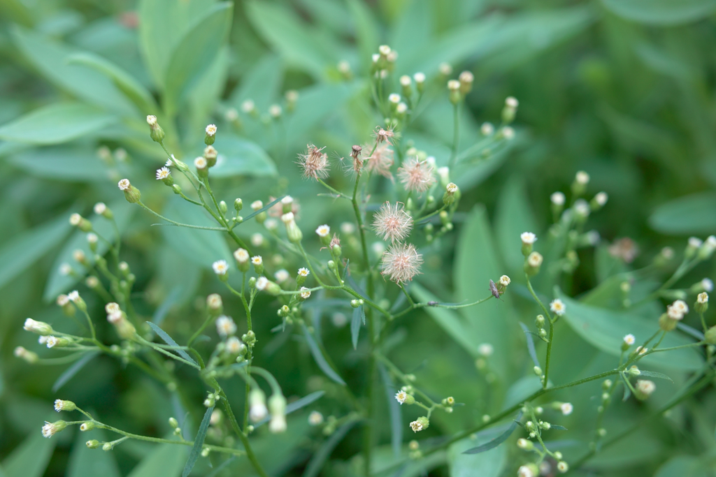 f:id:dangomushin:20161009004435j:plain