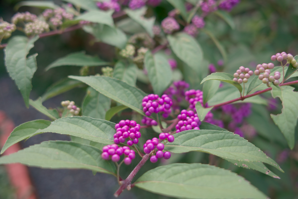 f:id:dangomushin:20161009004519j:plain