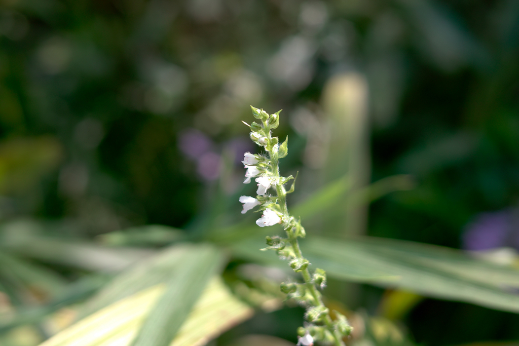 f:id:dangomushin:20161009004537j:plain