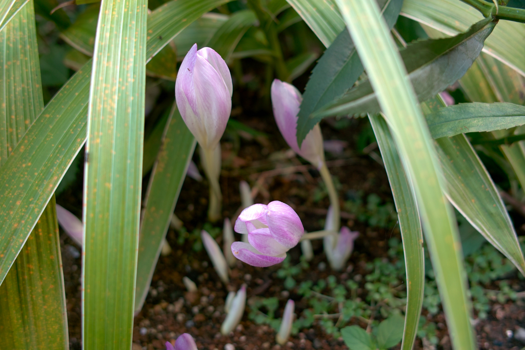 f:id:dangomushin:20161009004549j:plain