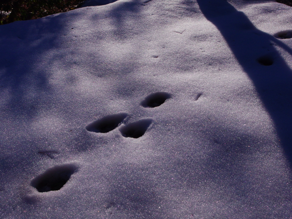 f:id:dangomushin:20170206214823j:plain