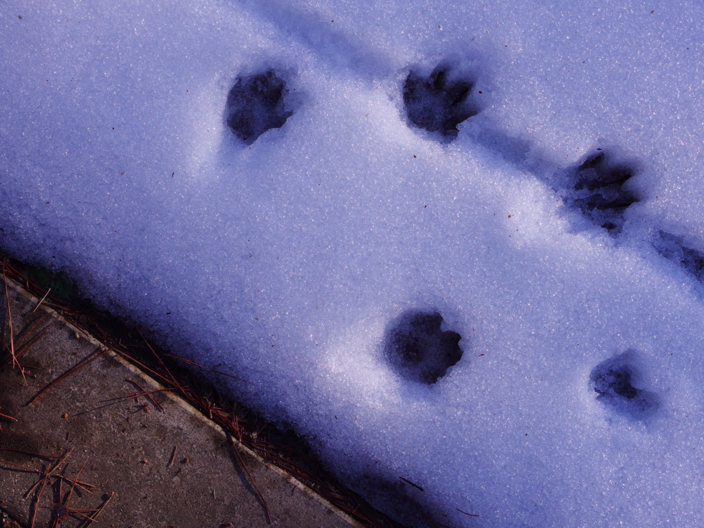 f:id:dangomushin:20170206215201j:plain