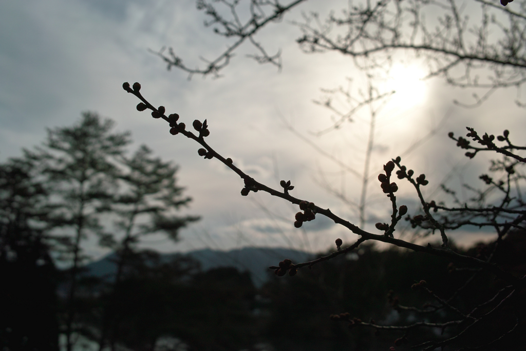 f:id:dangomushin:20170314214547j:plain f:id:dangomushin:20170314214547j:plain