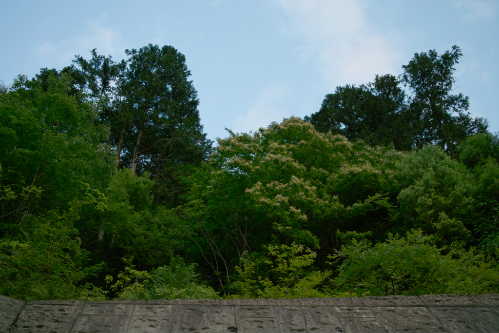 f:id:dangomushin:20170615221941j:plain