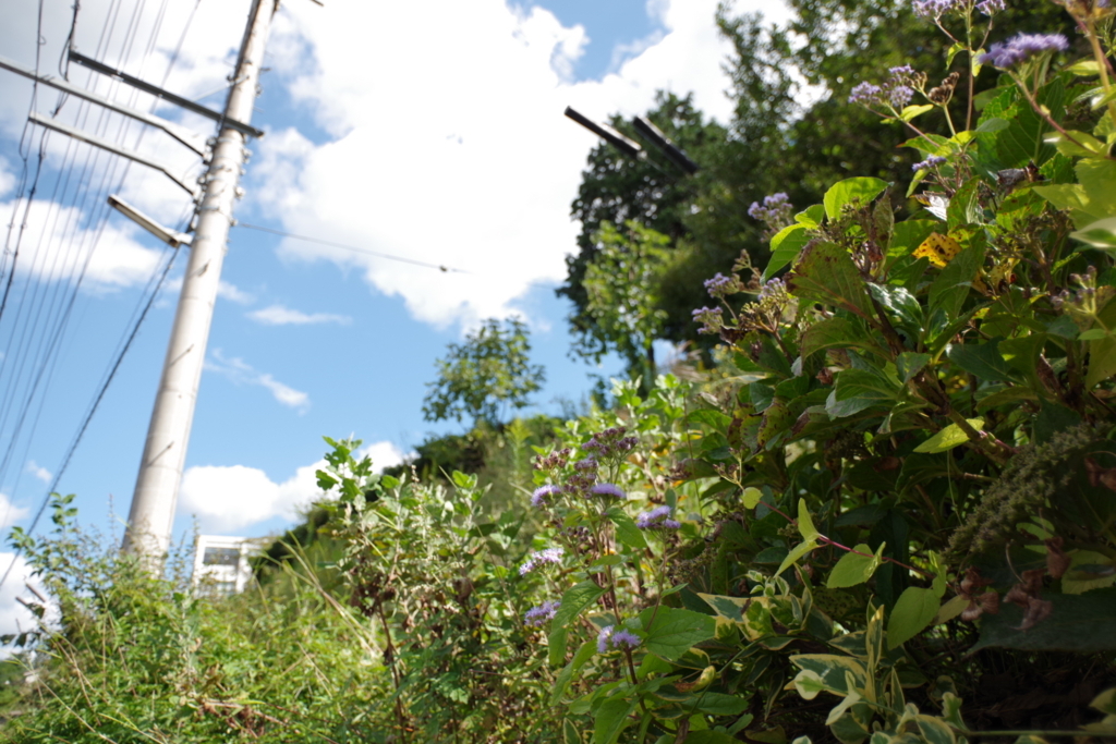 f:id:dangomushin:20171004235404j:plain