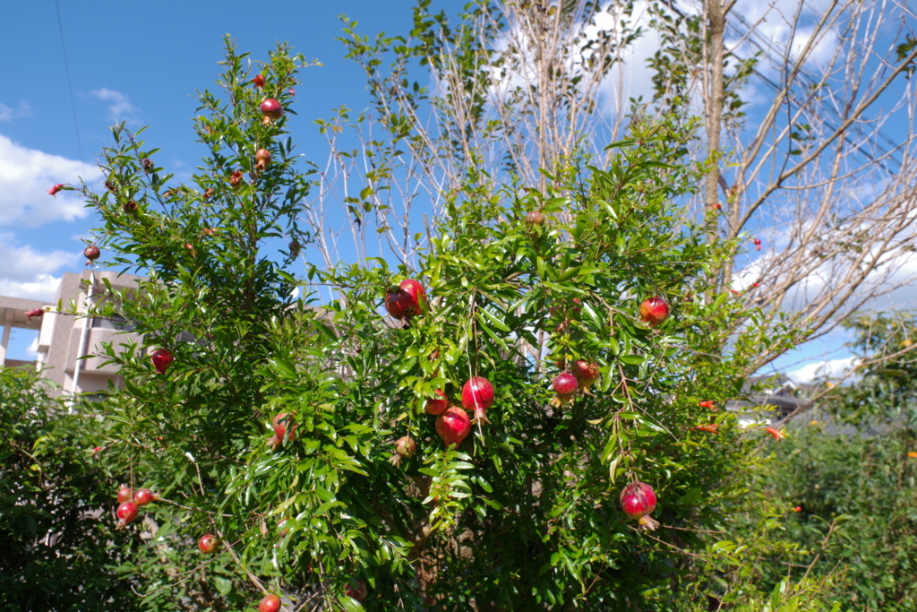 f:id:dangomushin:20171005000235j:plain