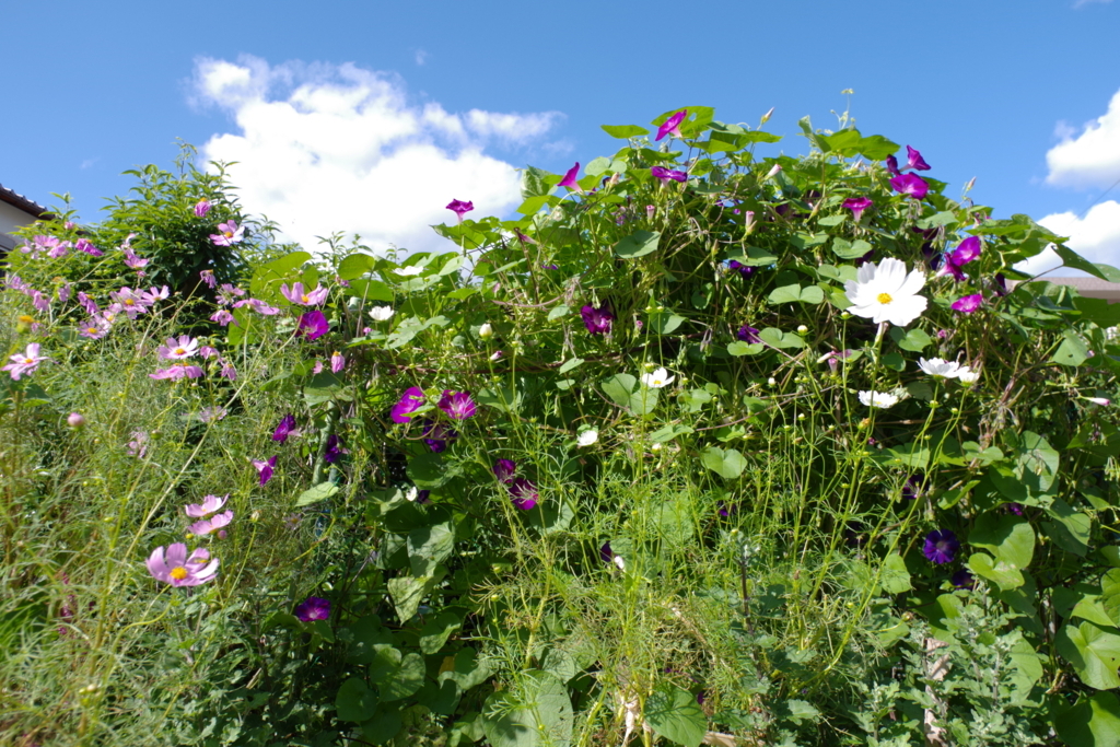 f:id:dangomushin:20171005002555j:plain