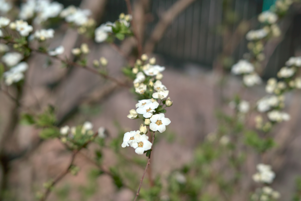f:id:dangomushin:20180401005818j:plain