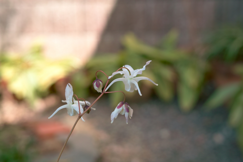 f:id:dangomushin:20180401005826j:plain