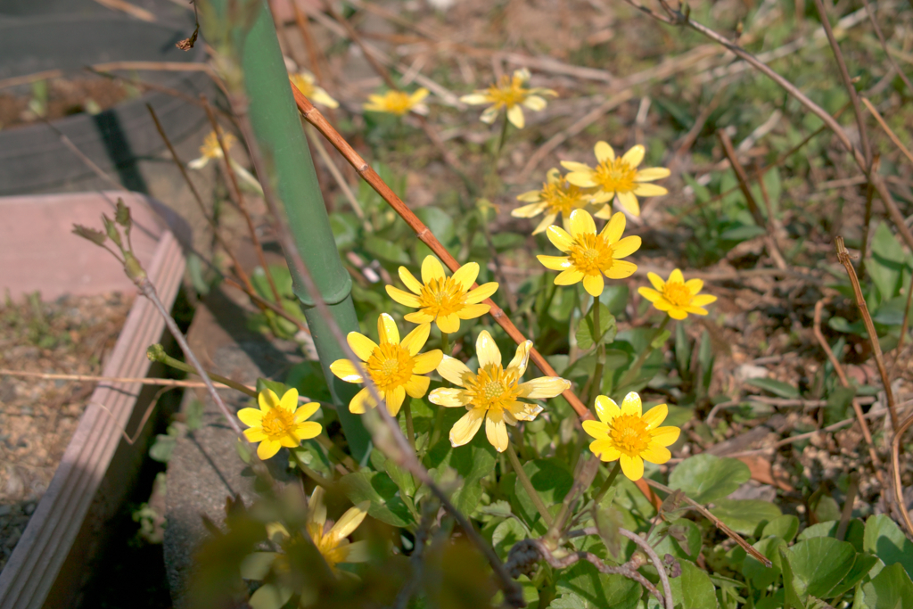 f:id:dangomushin:20180401005932j:plain