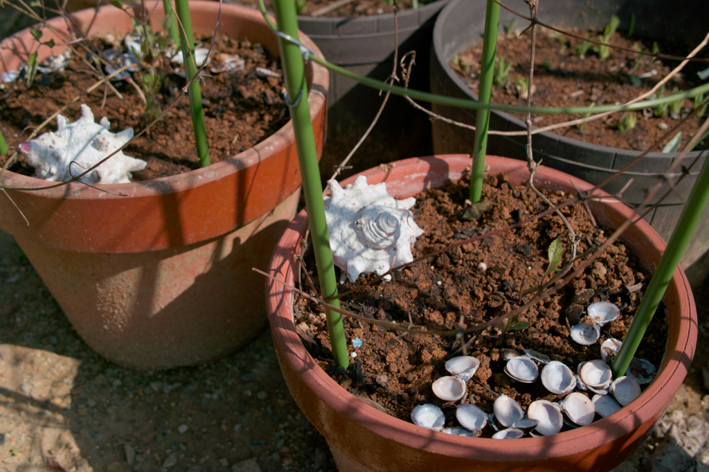 f:id:dangomushin:20180401010013j:plain