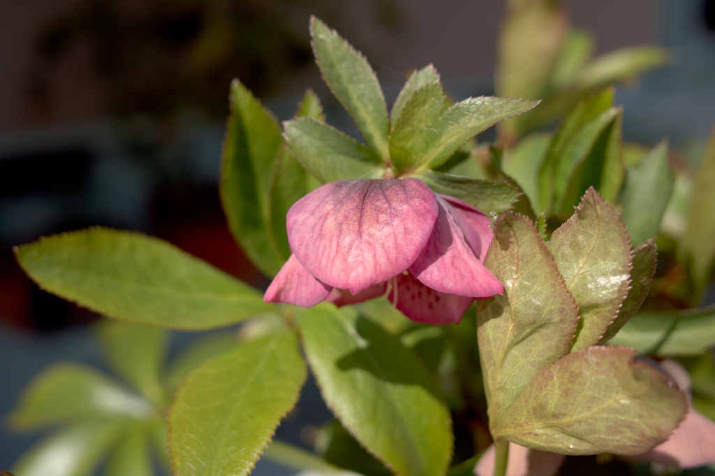 f:id:dangomushin:20180401010326j:plain