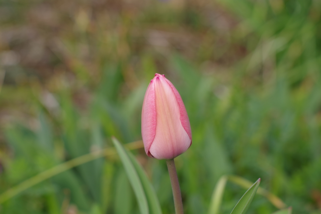 f:id:dangomushin:20180410191604j:plain f:id:dangomushin:20180410191604j:plain