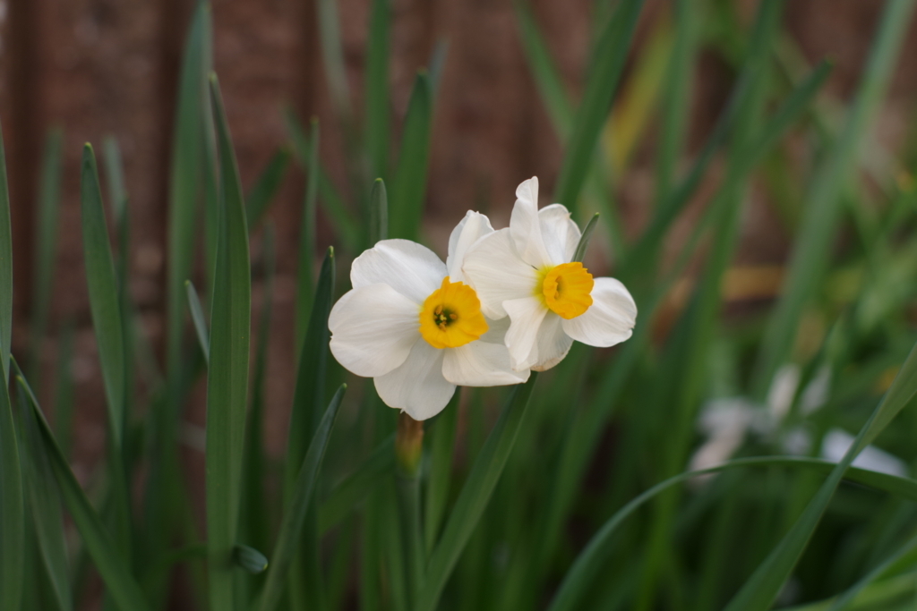 f:id:dangomushin:20180410191905j:plain f:id:dangomushin:20180410191905j:plain