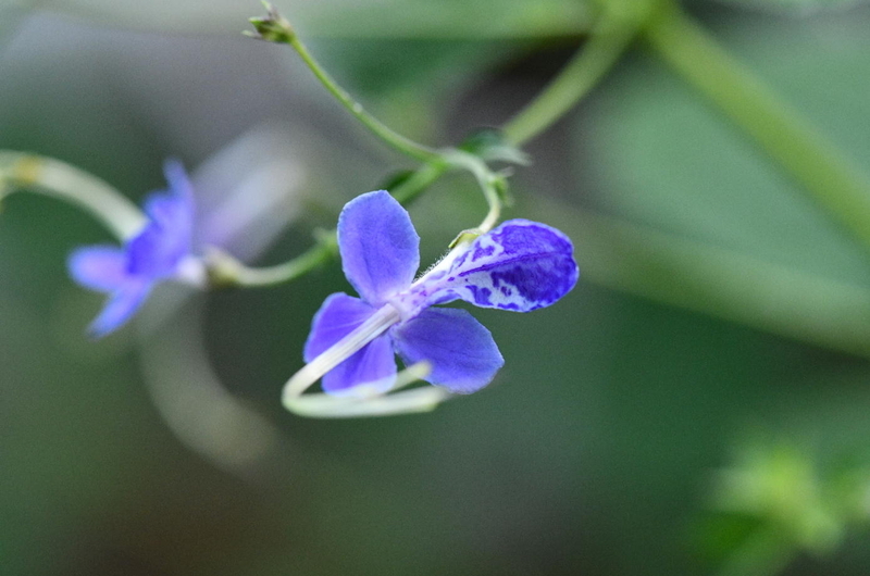 桧扇の花芽が出てきた～ - 団子の草日記