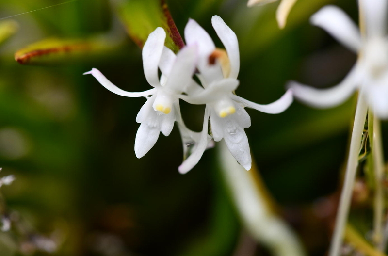 桧扇の花芽が出てきた～ - 団子の草日記