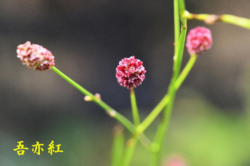 クコ(枸杞) - 団子の草日記
