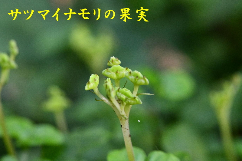 アリドオシが咲きだした根古谷へ - 団子の草日記