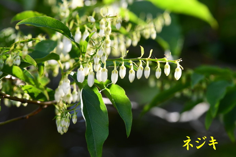 ネジキ間もなく開花 - 団子の草日記