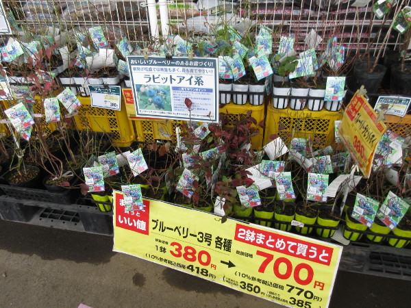 宝交早生の断面図がなかなか撮影できないので、もう自分で育てる事にした