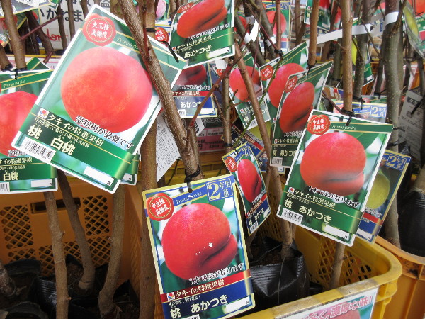 宝交早生の断面図がなかなか撮影できないので、もう自分で育てる事にした