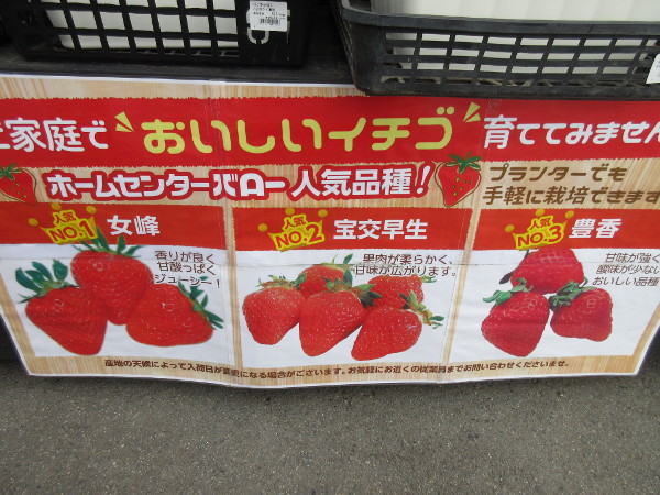 宝交早生の断面図がなかなか撮影できないので、もう自分で育てる事にした