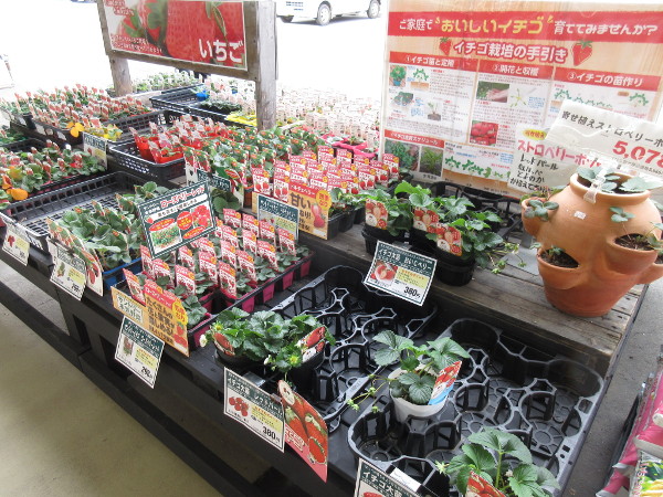 宝交早生の断面図がなかなか撮影できないので、もう自分で育てる事にした