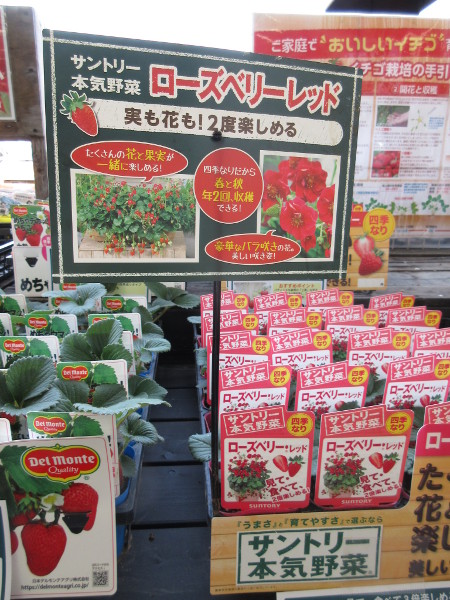 宝交早生の断面図がなかなか撮影できないので、もう自分で育てる事にした