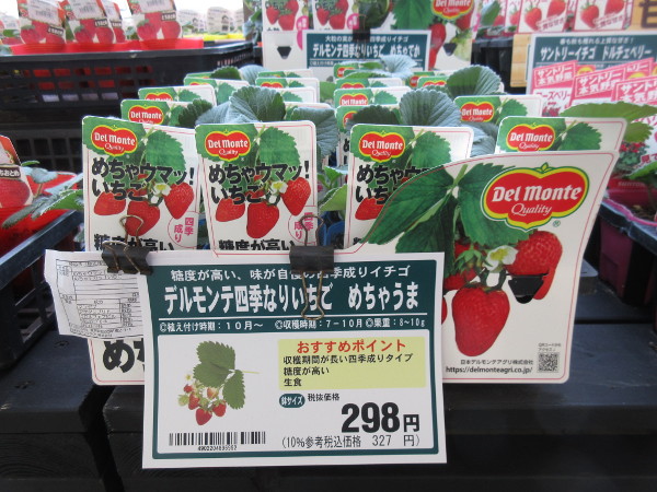 宝交早生の断面図がなかなか撮影できないので、もう自分で育てる事にした