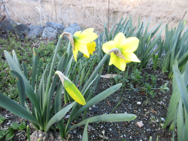 今日の畑仕事(3月13日)