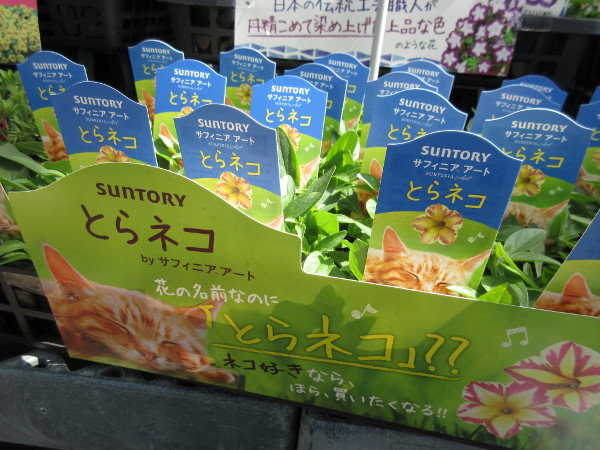 今日の畑仕事(3月19日)