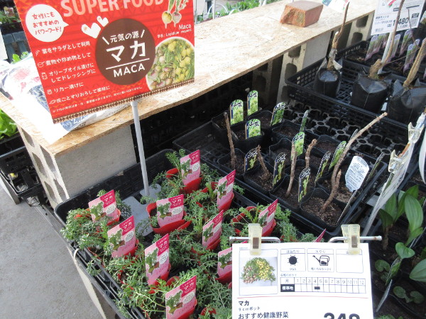 今日の畑仕事(3月19日)