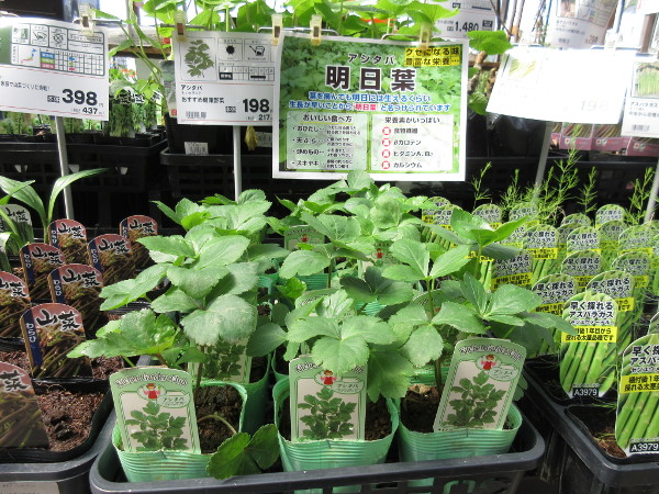 今日の畑仕事(3月19日)