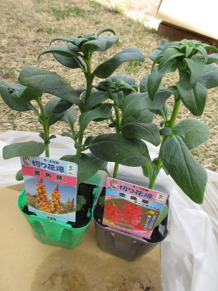 今日の畑仕事(3月19日)