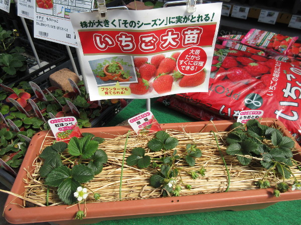 女峰(にょほう)を植えました