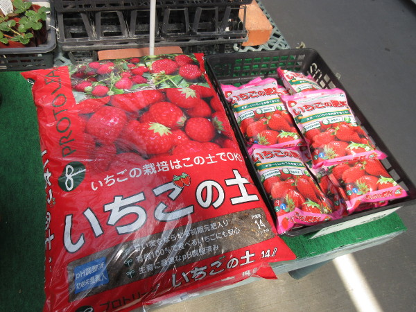 女峰(にょほう)を植えました
