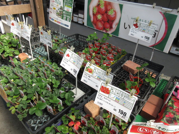 女峰(にょほう)を植えました