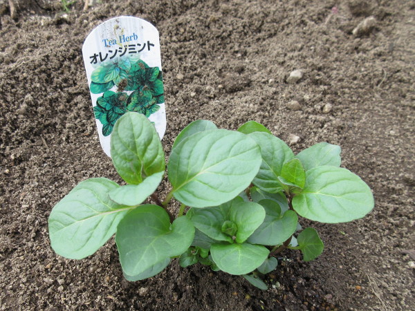 今日の畑仕事(3月23日)