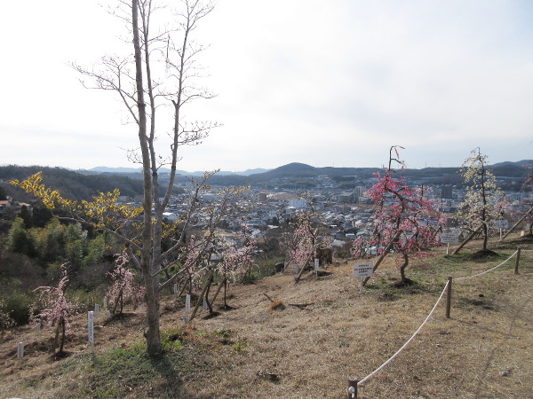 【土岐市】高山梅園