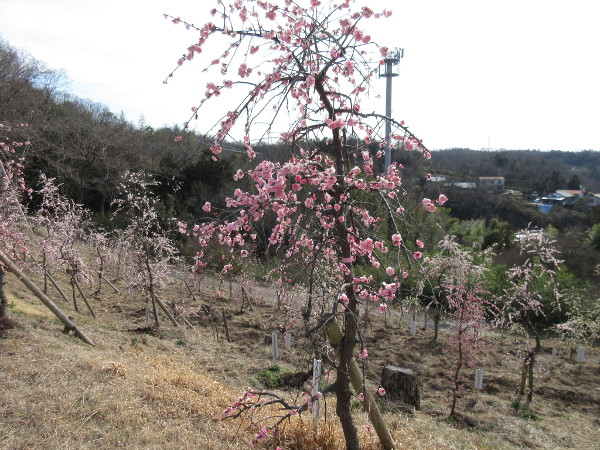 【土岐市】高山梅園